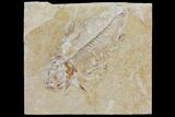 Bargain, Cretaceous Fish (Nematonotus) Fossil - Lebanon #147205-1